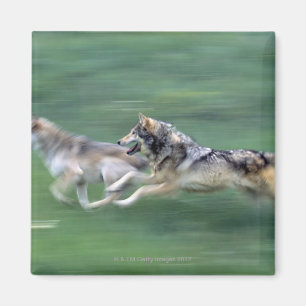 Íman Dois lobos no prado da montanha