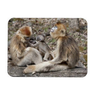 Íman Dois macacos dourados fêmeas com neonatos