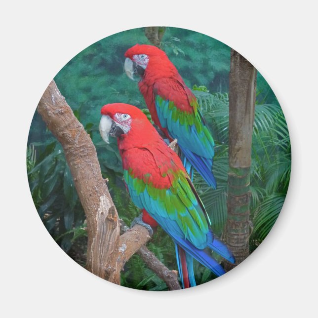 Íman Dois Macaws Vermelhos e Verdes Ara Chloropterus (Frente)