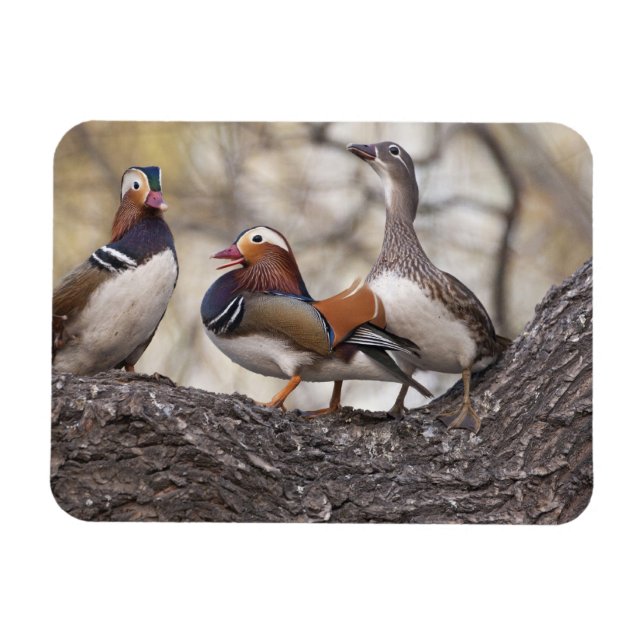 Íman Dois machos disputando uma fêmea de pato-mandarim (Horizontal)