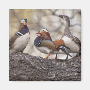 Íman Dois machos disputando uma fêmea de pato-mandarim