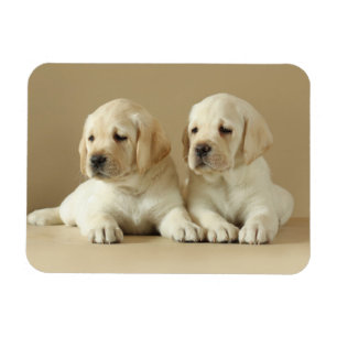 Íman Dois Ouros De Labrador