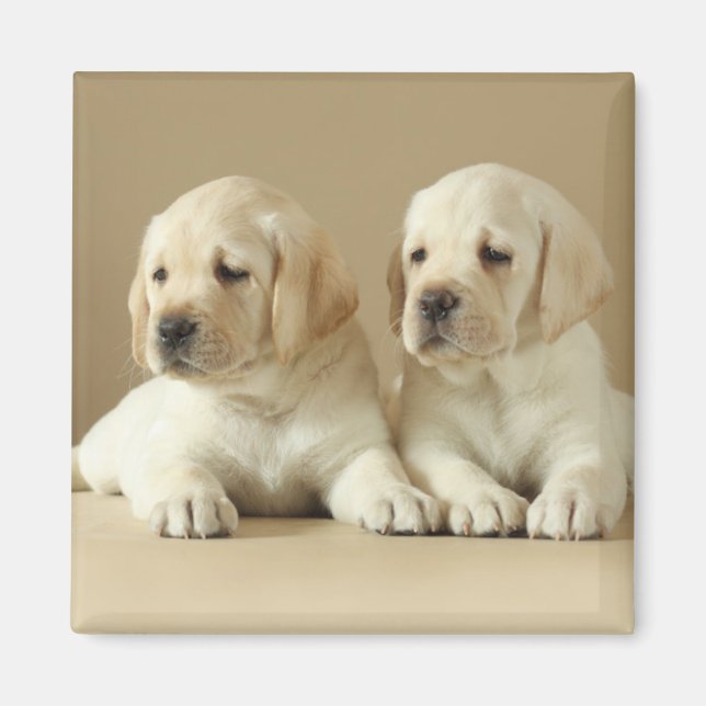 Íman Dois Ouros Labrador Puppies (Frente)