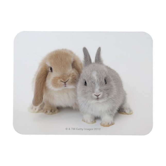 Íman Dois Países Baixos anão e bunnias Holland Lop (Horizontal)