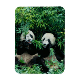 Íman Dois pandas comendo bambu juntos, Wolong