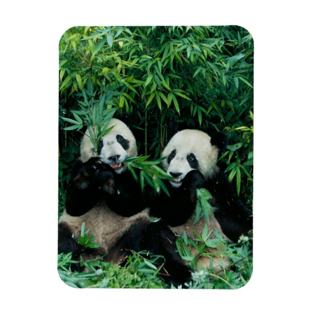Íman Dois pandas comendo bambu juntos, Wolong (Vertical)