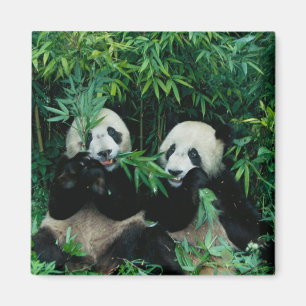 Íman Dois pandas comendo bambu juntos, Wolong