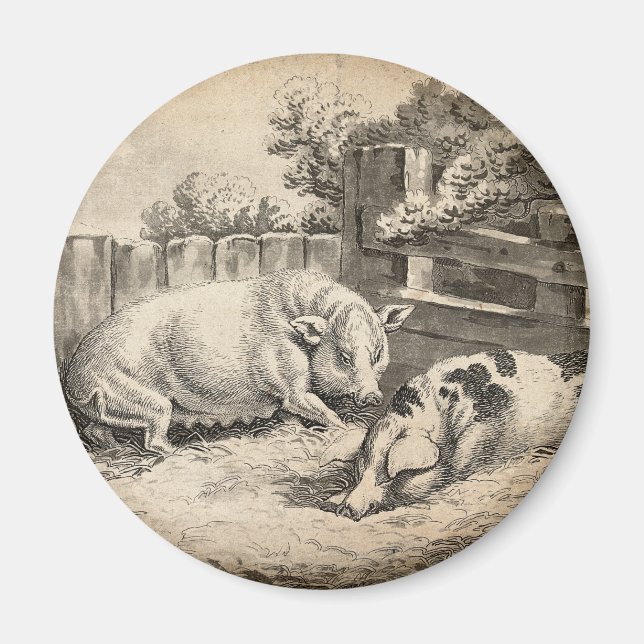 Íman Dois porcos deitados com palha numa Caneta ao ar l (Frente)