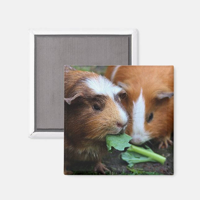 Íman Dois porcos-guaxos comendo verduras (Front/Back)