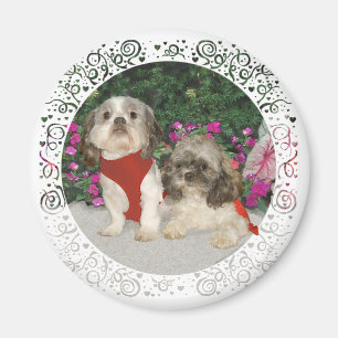Íman Dois Shih Tzus em um Jardim