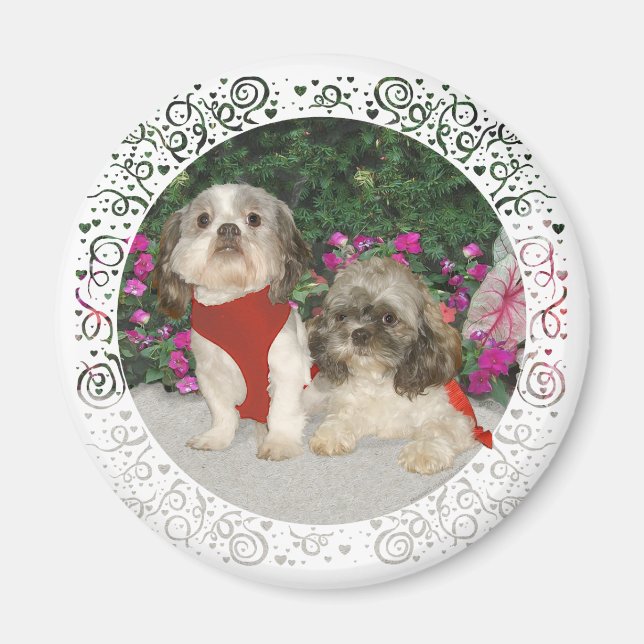 Íman Dois Shih Tzus em um Jardim (Frente)