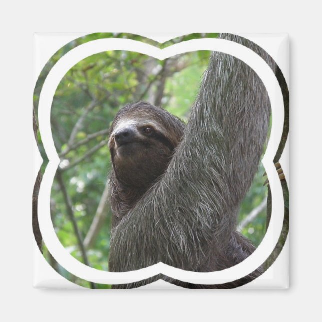 Íman Dois Sloth Square Magnet (Frente)