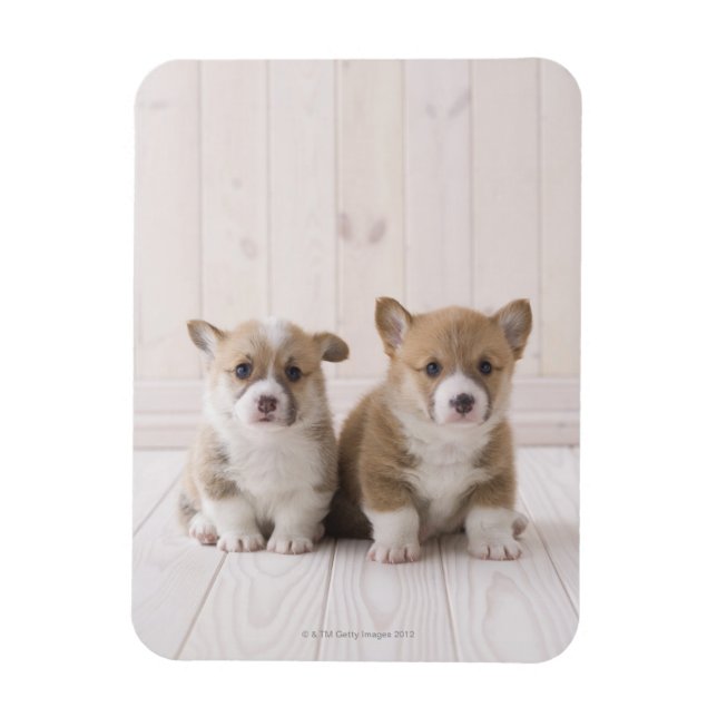 Íman Dois Welsh Corgi Sentados (Vertical)