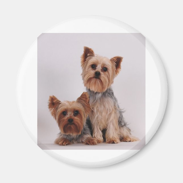 Íman Dois Yorkies (Frente)