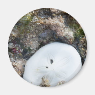 Íman Dólar de areia em um recife de Fiji em Lado Baixo