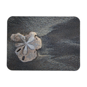 Íman Dólar de areia na areia