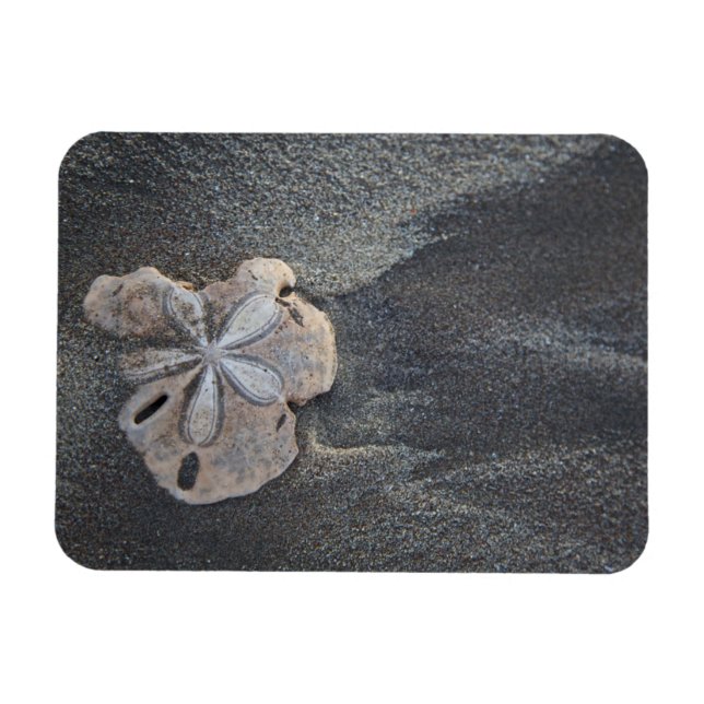 Íman Dólar de areia na areia (Horizontal)