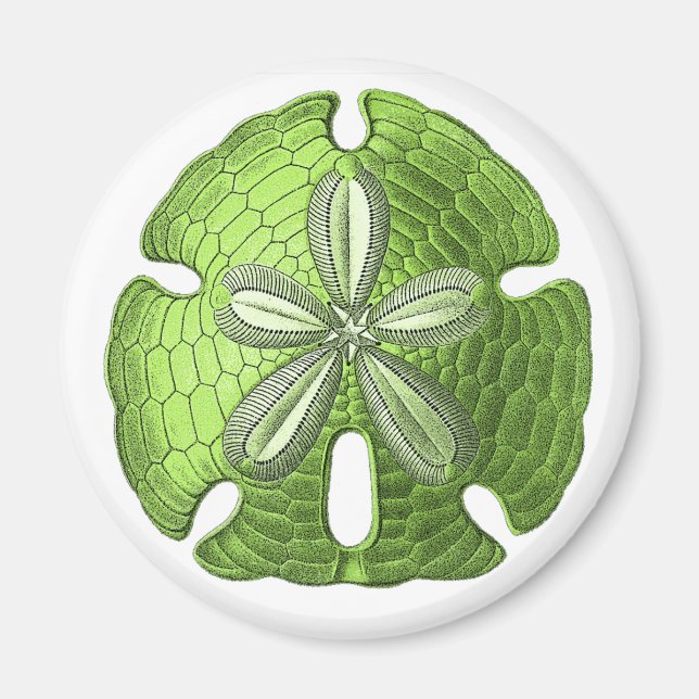 Íman Dólar de areia verde (Frente)