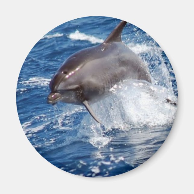 Íman Dolphin Adventure (Frente)