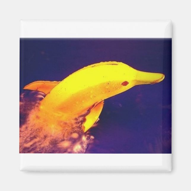 Íman Dolphin Banana (Frente)