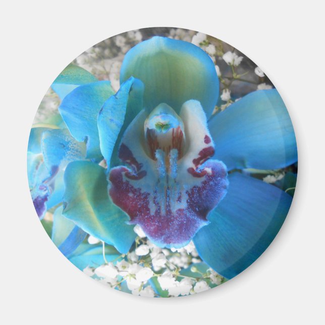 Íman Donella (Frente)