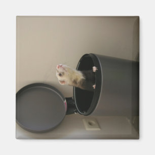 Íman Doninha em um trashcan