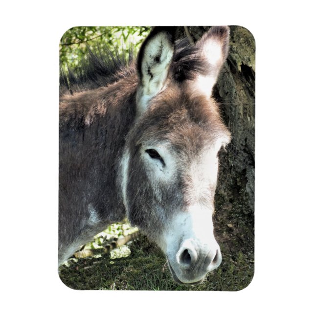 ÍMAN  DONKEY (Vertical)