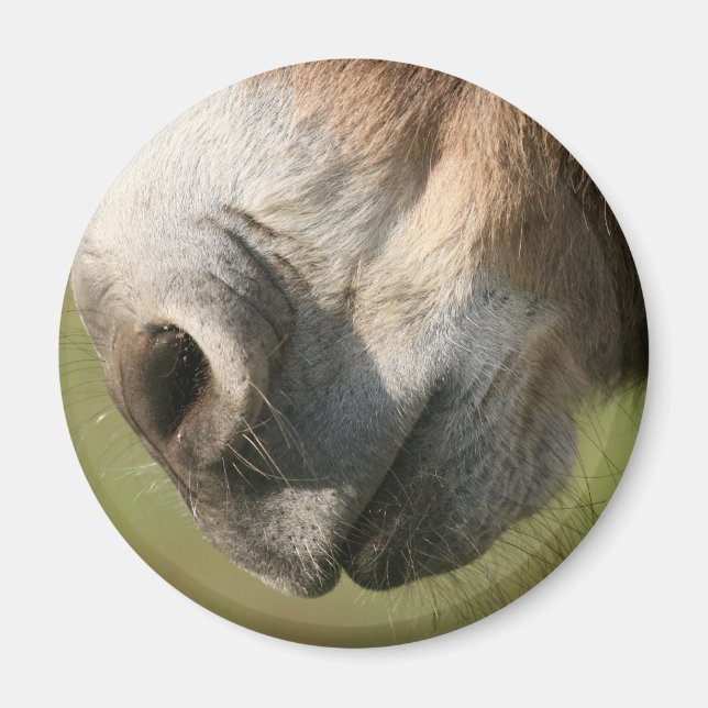 Íman Donkey (Frente)