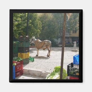 Íman Donkey espanhol no mercado de Baza - imã