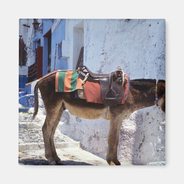 Íman Donkey, Fira Santorini, Grécia (Frente)