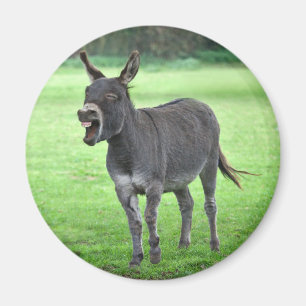 Íman Donkey Laugh Magnet
