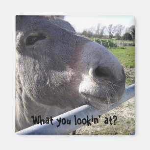 Íman Donkey Magnet