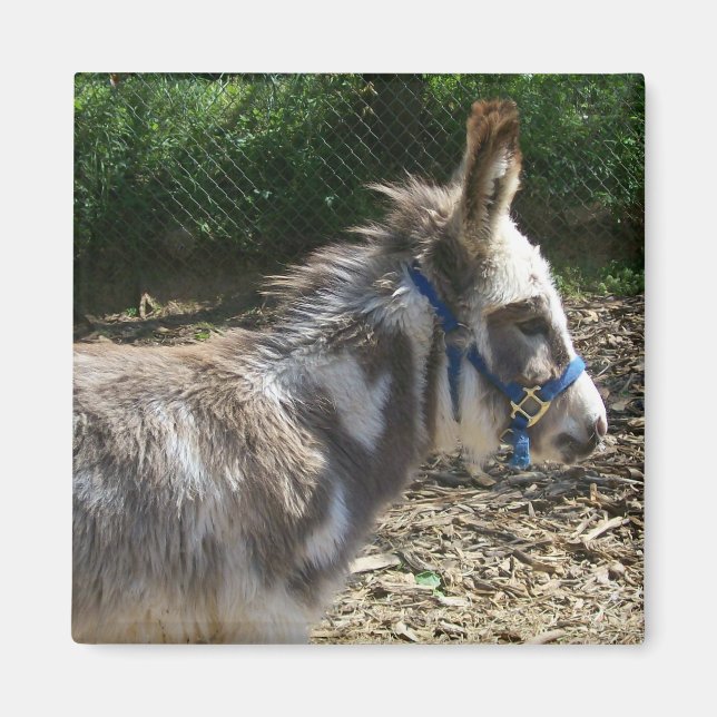 Íman Donkey Magnet (Frente)