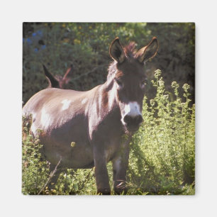 Íman Donkeys na Pasture