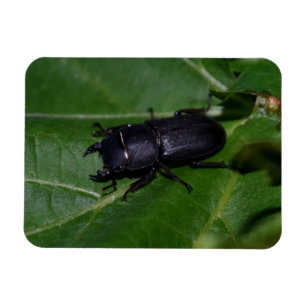 Íman Dorcus parallelipipedus , o escaravelho inferior