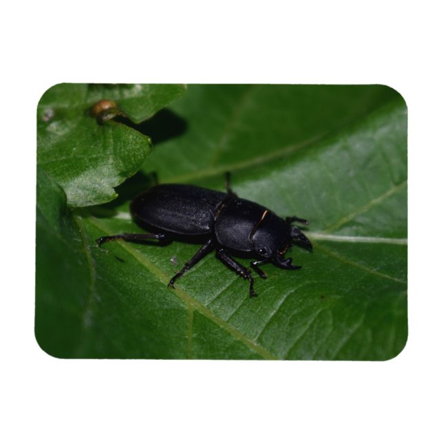 Íman Dorcus parallelipipedus , o escaravelho inferior (Horizontal)