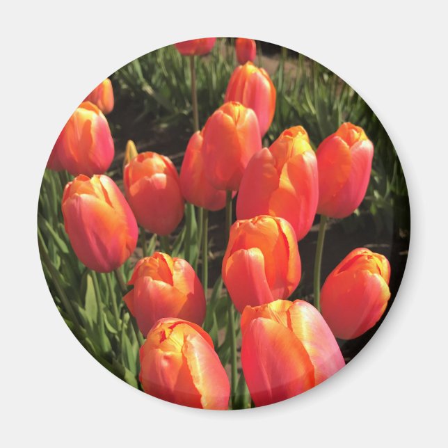 Íman Dordogne Tulips, Oregon (Frente)