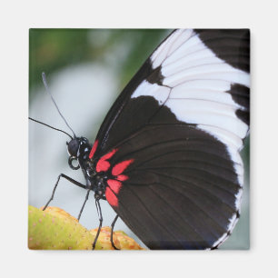 Íman Doris Longwing Butterfly