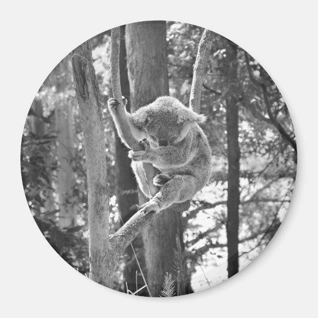 Íman Dormindo Koala Bear ~ Magnet (Frente)