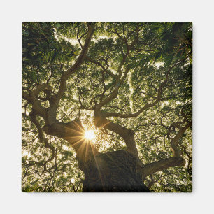 Íman Dossel de árvore Sunstar do Banyan