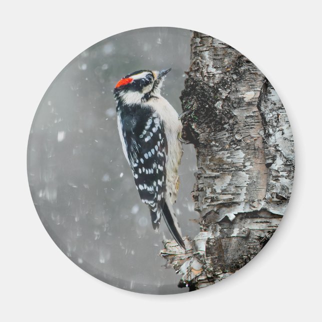 Íman Downy Woodpecker em Neve - Foto Original (Frente)