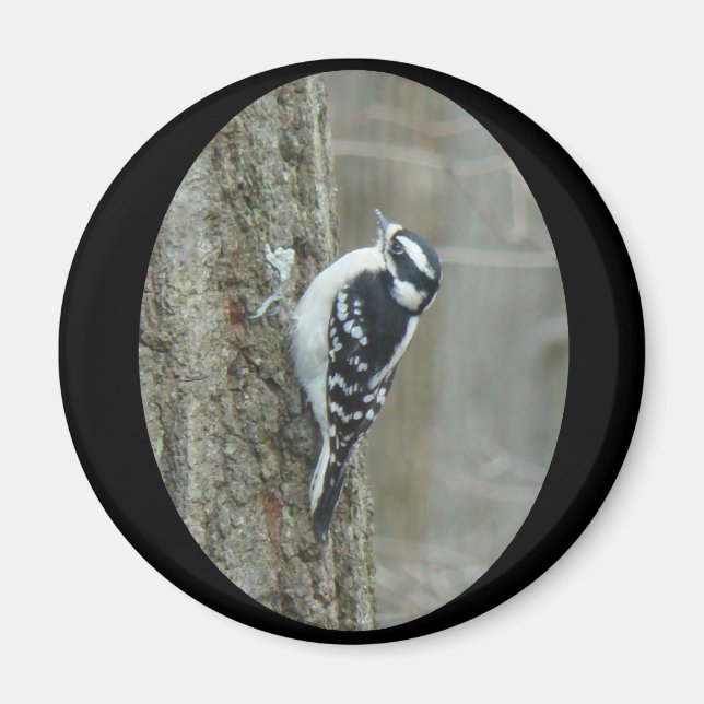 Íman Downy Woodpecker Items (Frente)