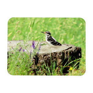 Íman Downy Woodpecker no Tree Stump Magnet