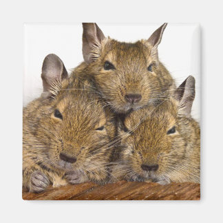 Íman Dozing Degu Trio Animal