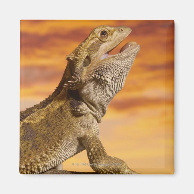 Íman Dragão barbudo (Pogona Vitticeps) na rocha, (Frente)