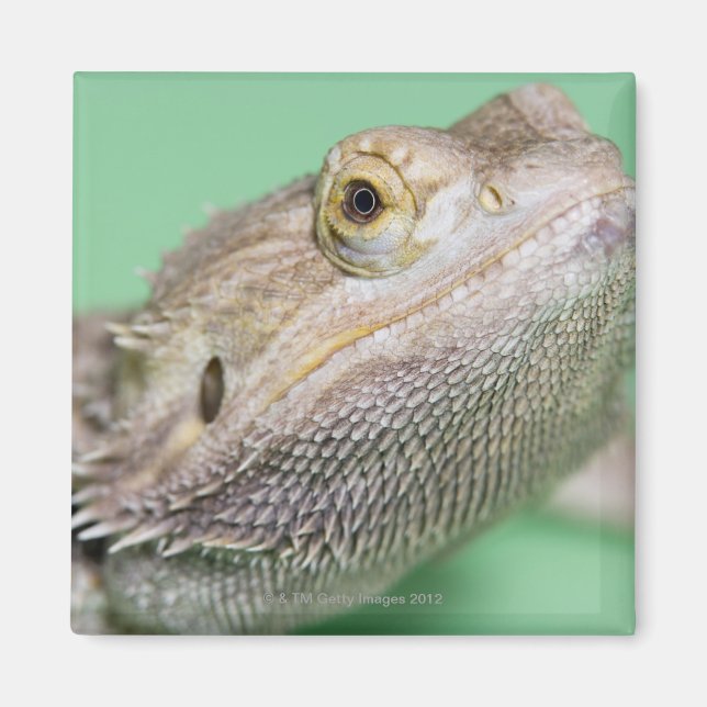 Íman Dragão com barba 2 (Frente)