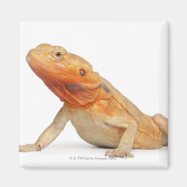 Íman Dragão com barba sem grão de SilkBacks - Pogona (Frente)