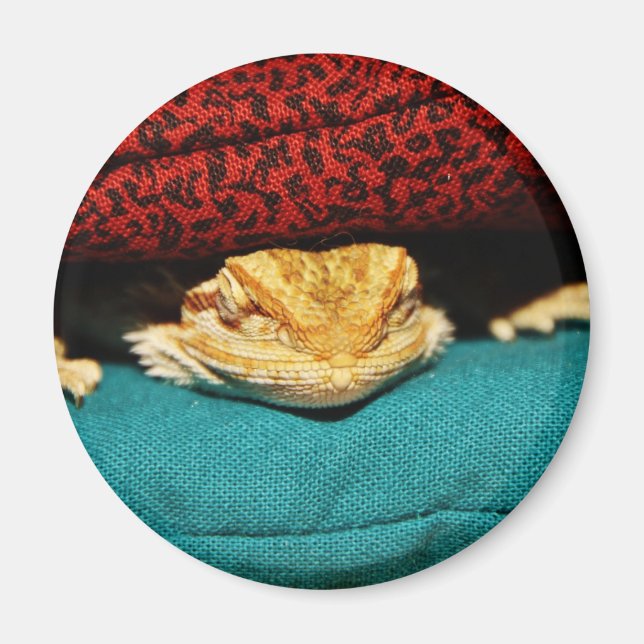 Íman Dragão Cozy Bearded (Frente)