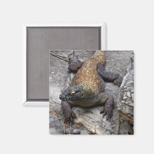 Íman Dragão de Komodo em Pedra Quente