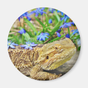 Íman Dragão farpado de relaxamento